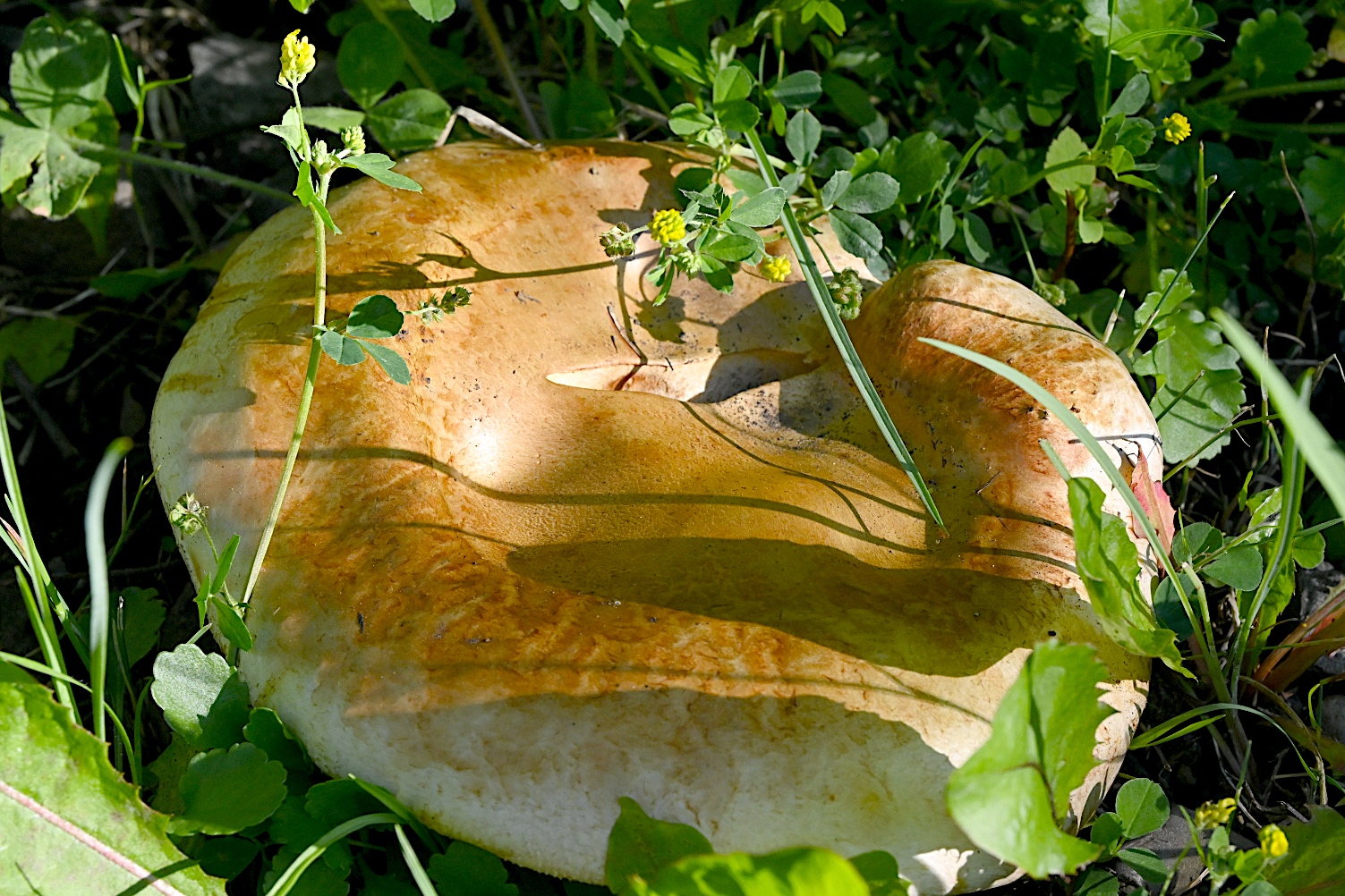 DSC_0537A.jpg