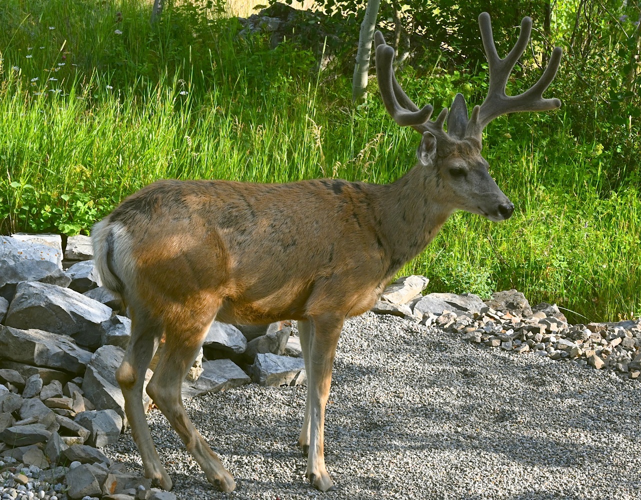 DSC_0546.jpg