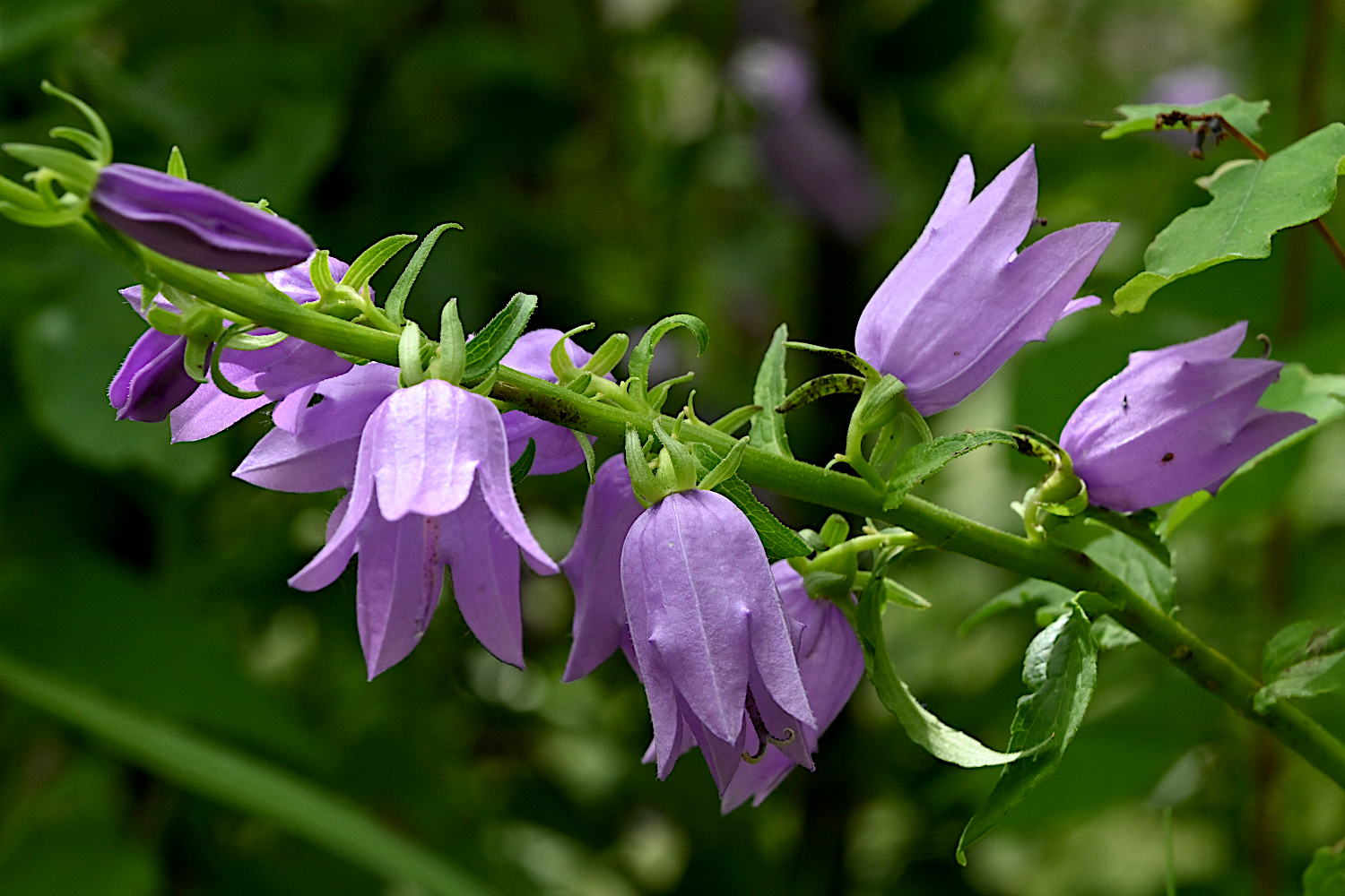 DSC_0556.jpg