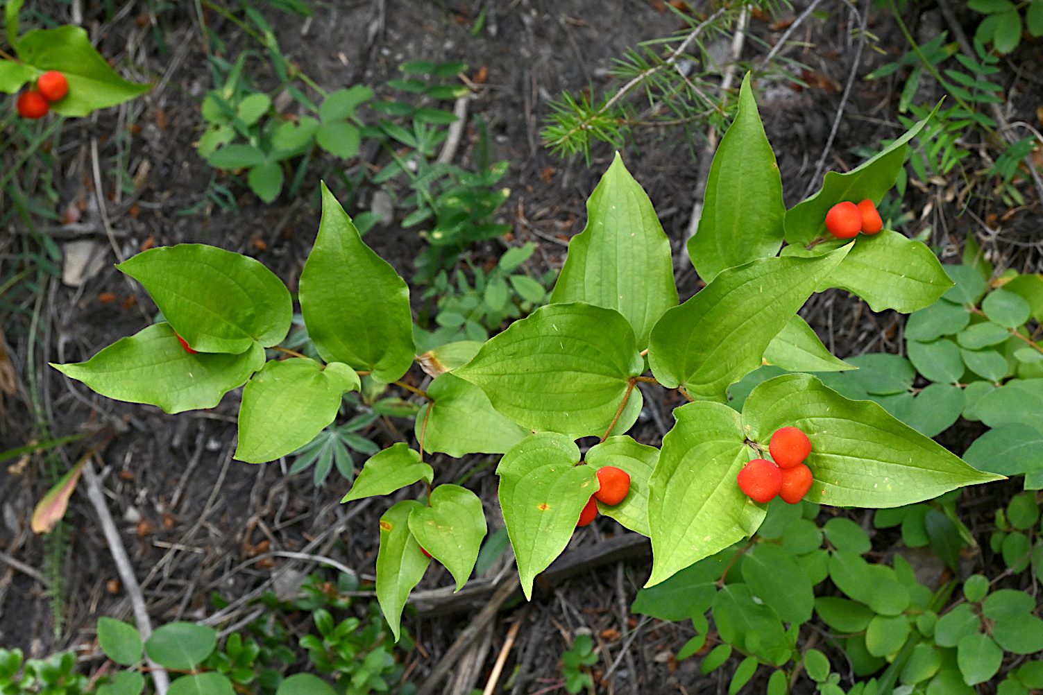 DSC_0574.jpg