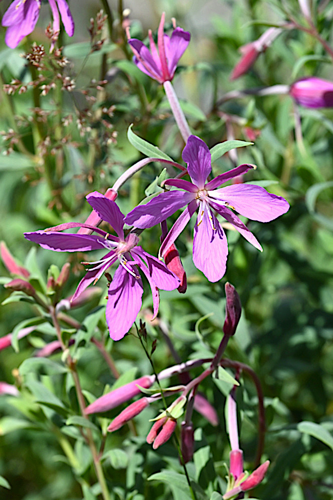 DSC_0597.jpg