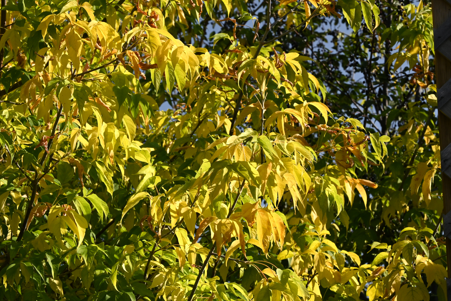 DSC_0685.jpg