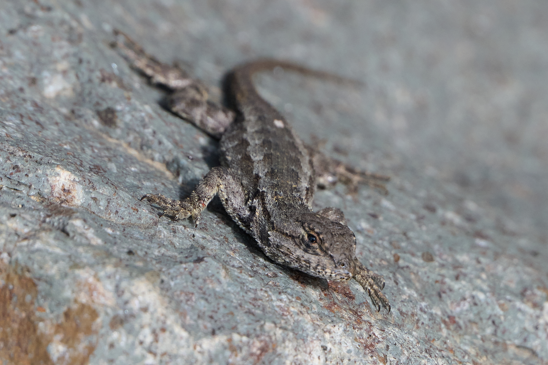 DSC_1101.jpg