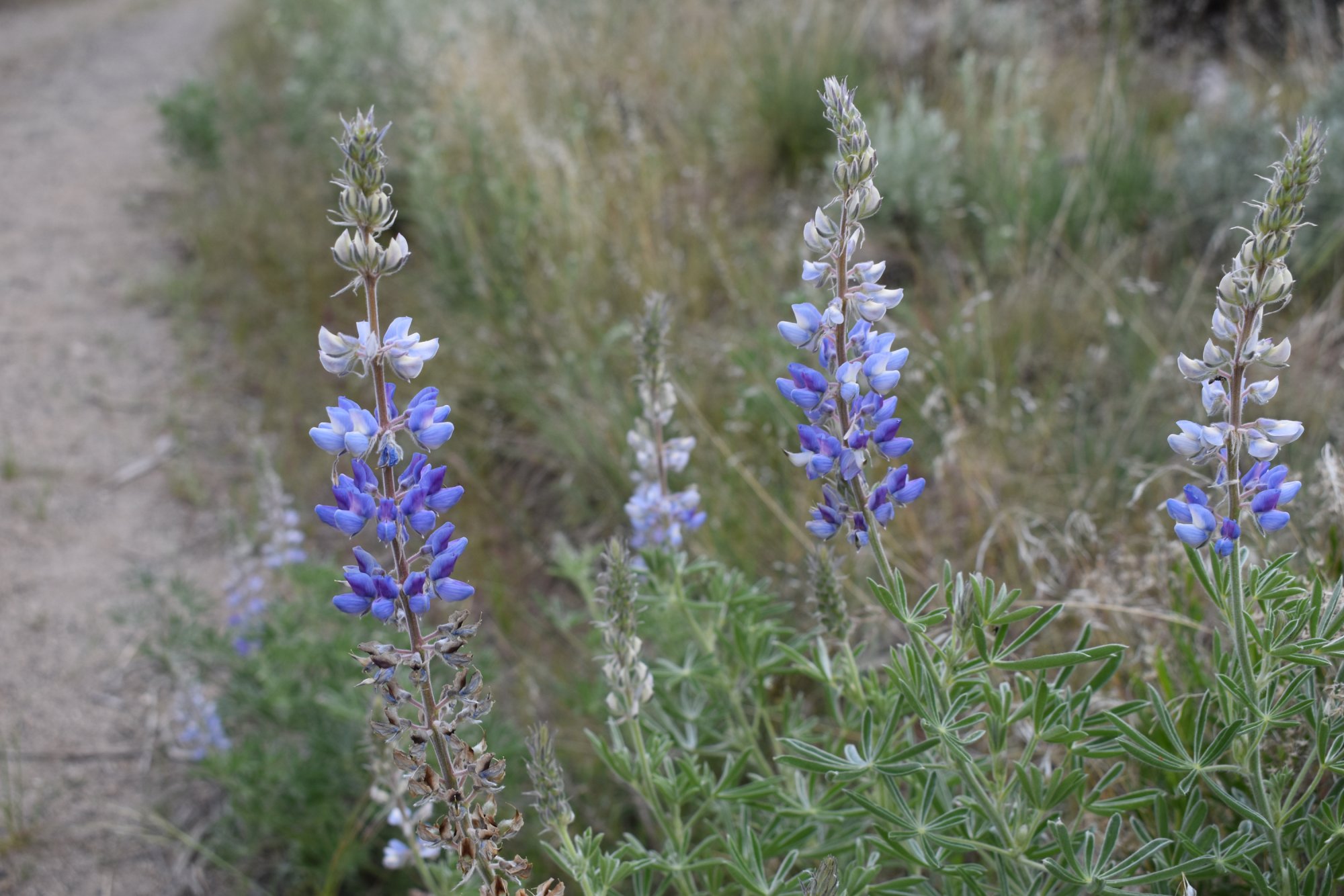 DSC_1695.JPG