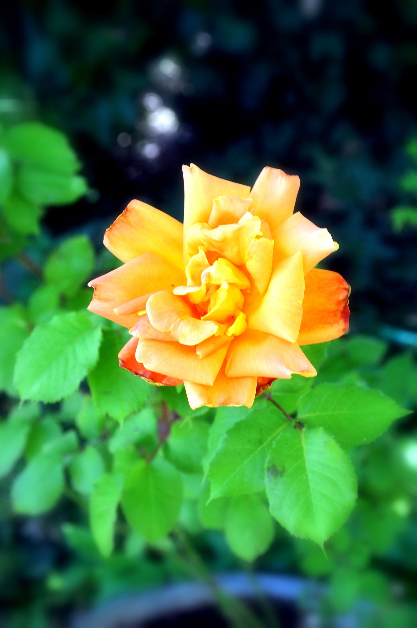 DSC_2883.JPG