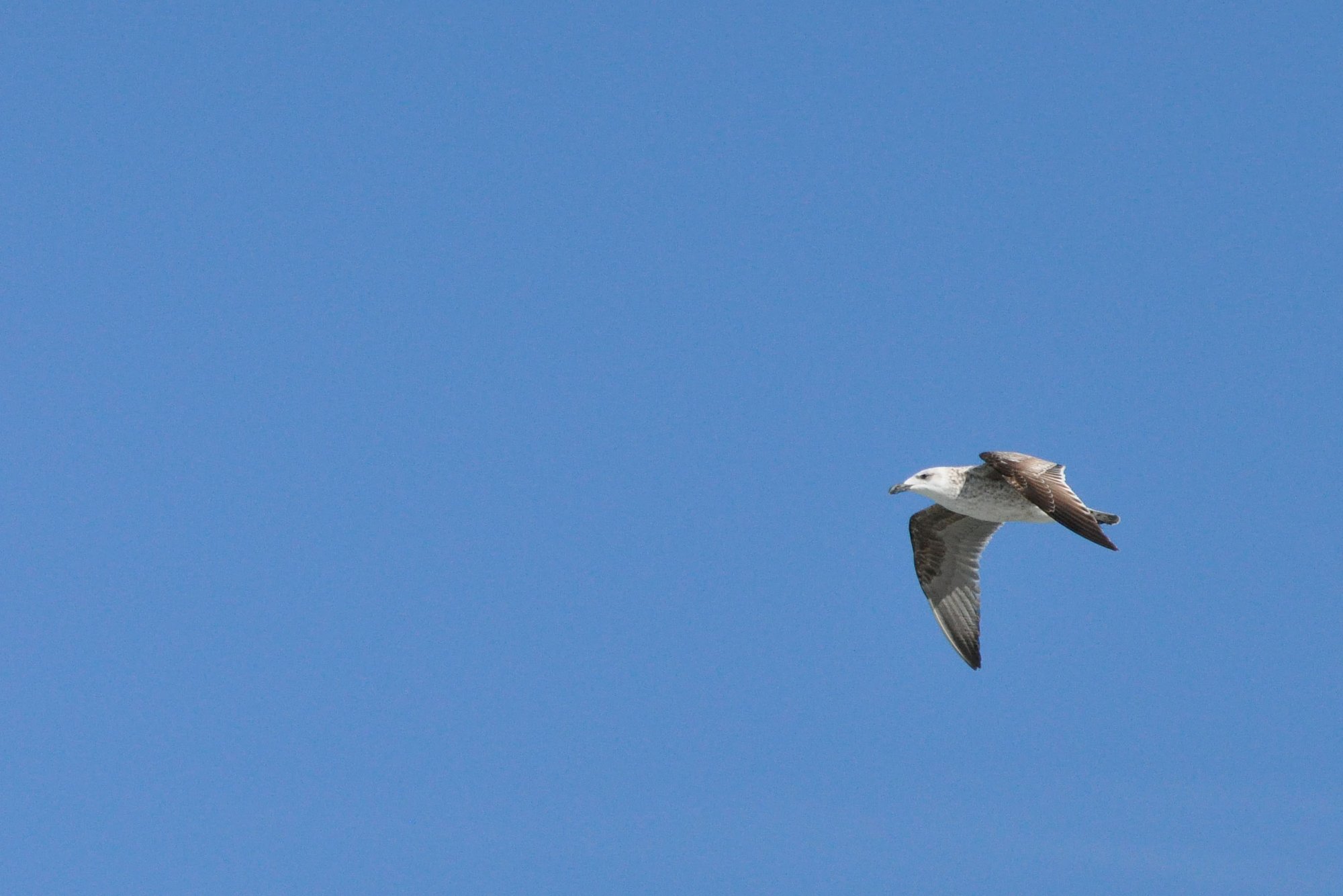 DSC_3229.jpg
