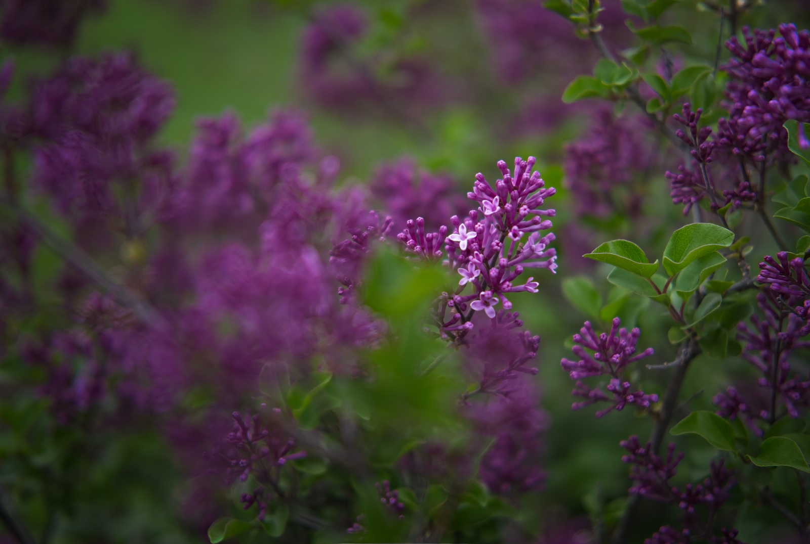 DSCF1009.jpg