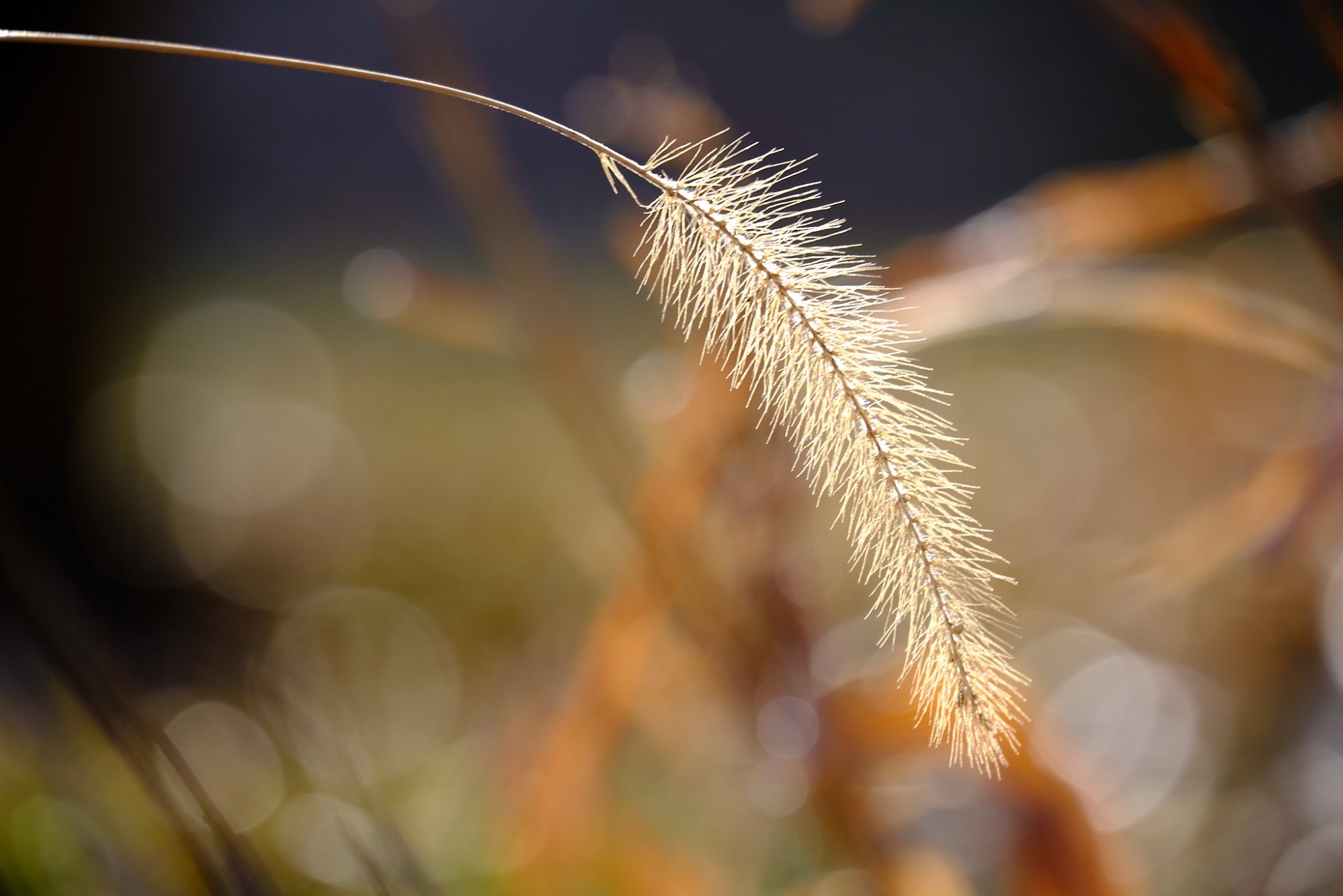 DSCF1071.jpg