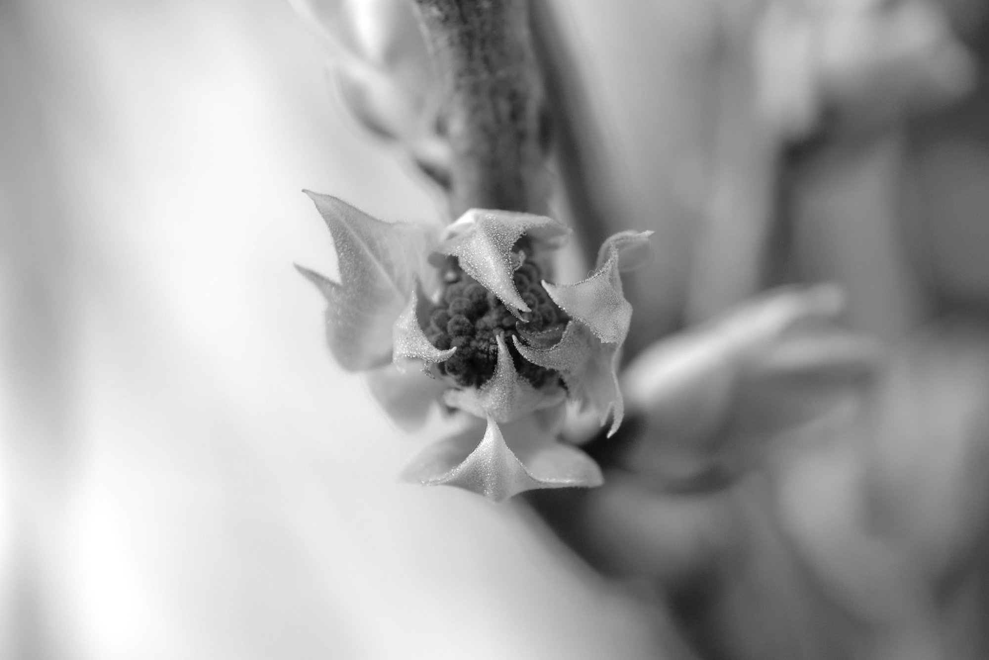 DSCF1168 1.jpg