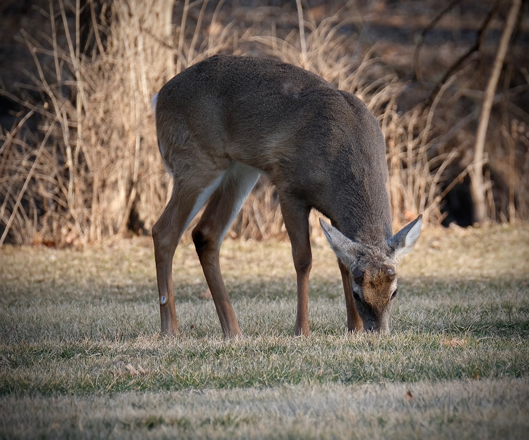 DSCF1236.jpg