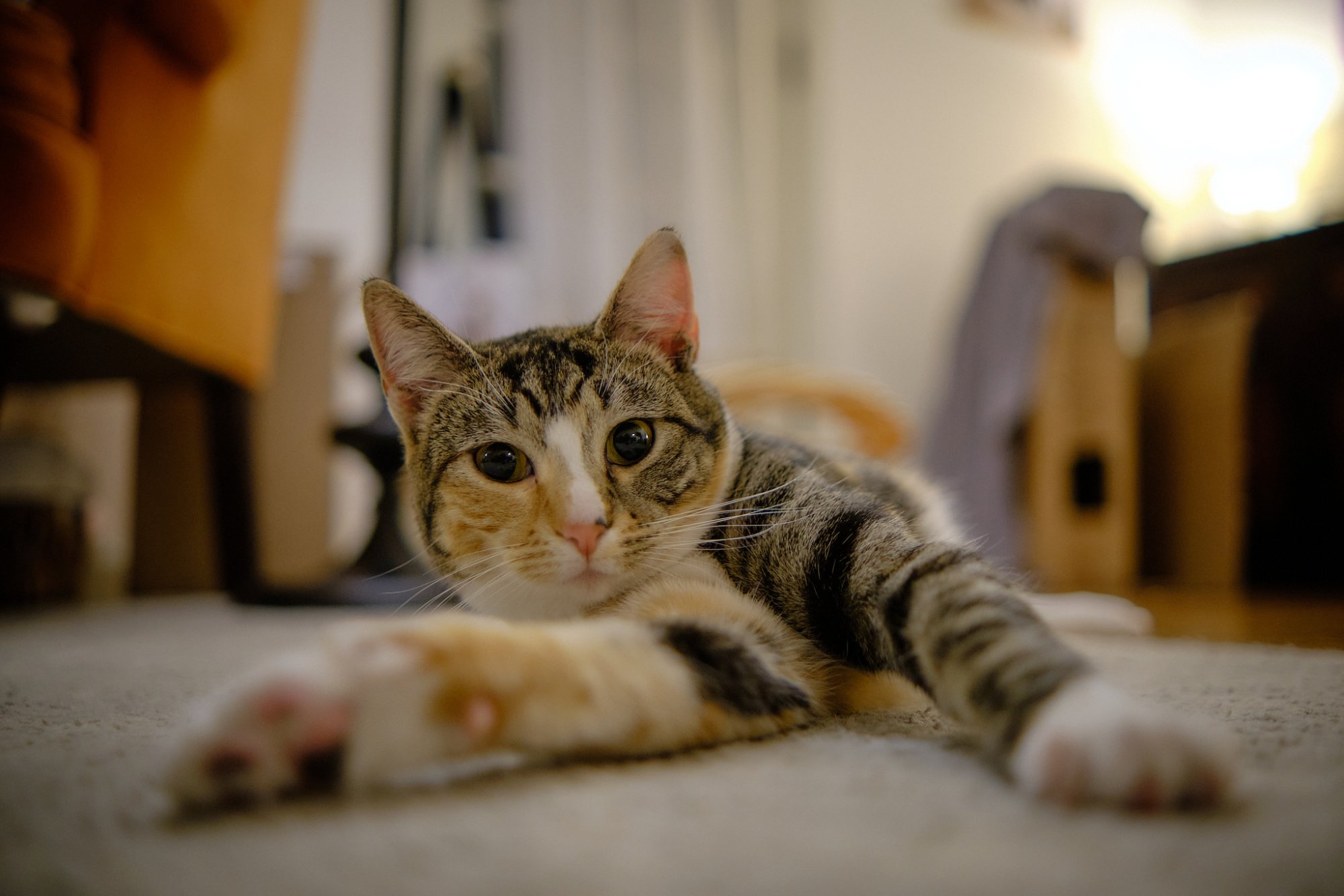DSCF1252.jpg