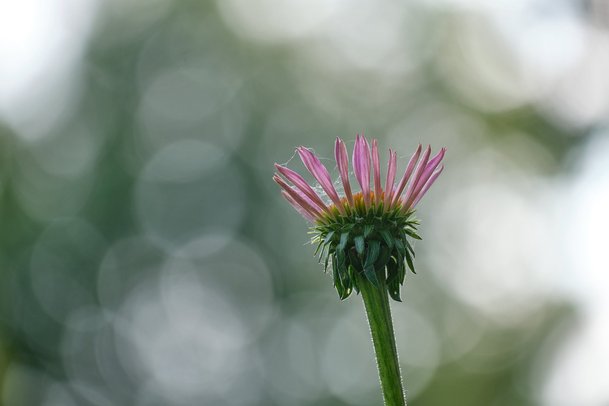 DSCF1369.jpg