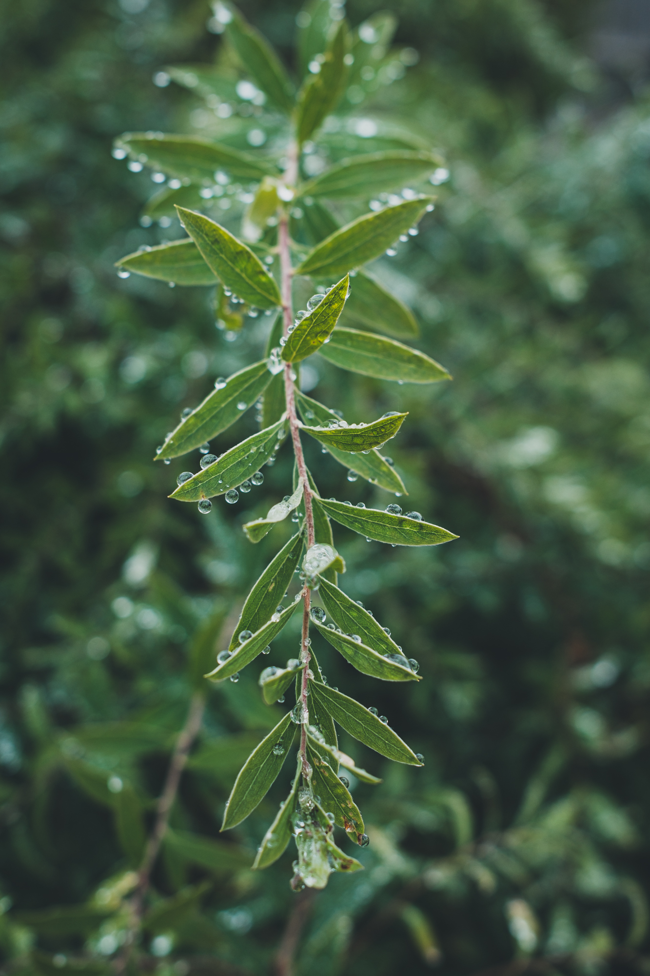 DSCF4500-2.jpg