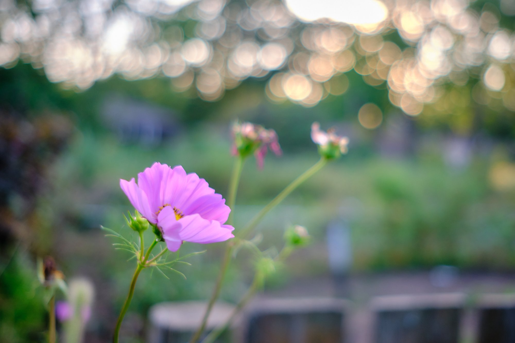 DSCF9010.jpg