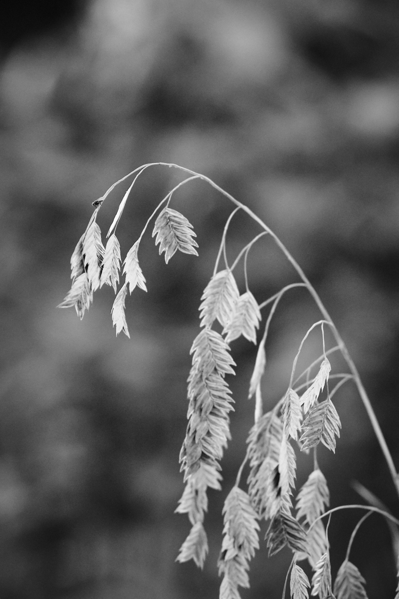 DSCF9163.jpg