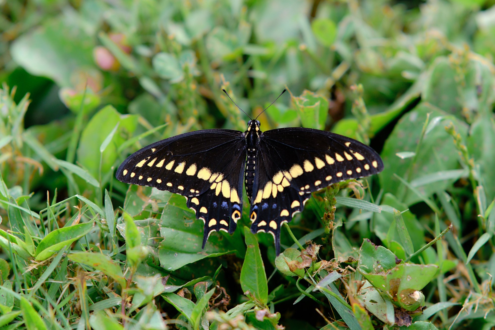 DSCF9755.jpg