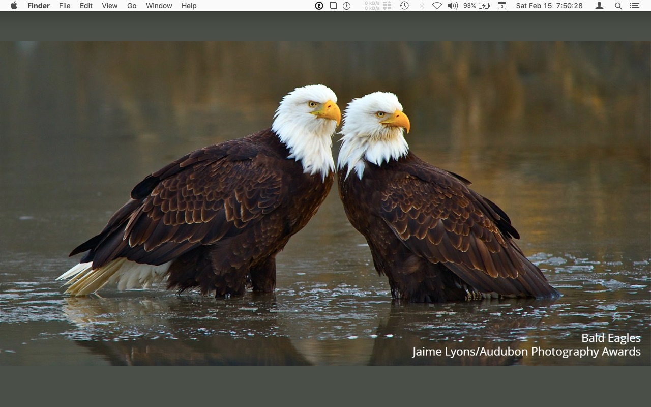 dtop 2020 feb - bald eagles -  Jaime Lyons : Audubon.jpg