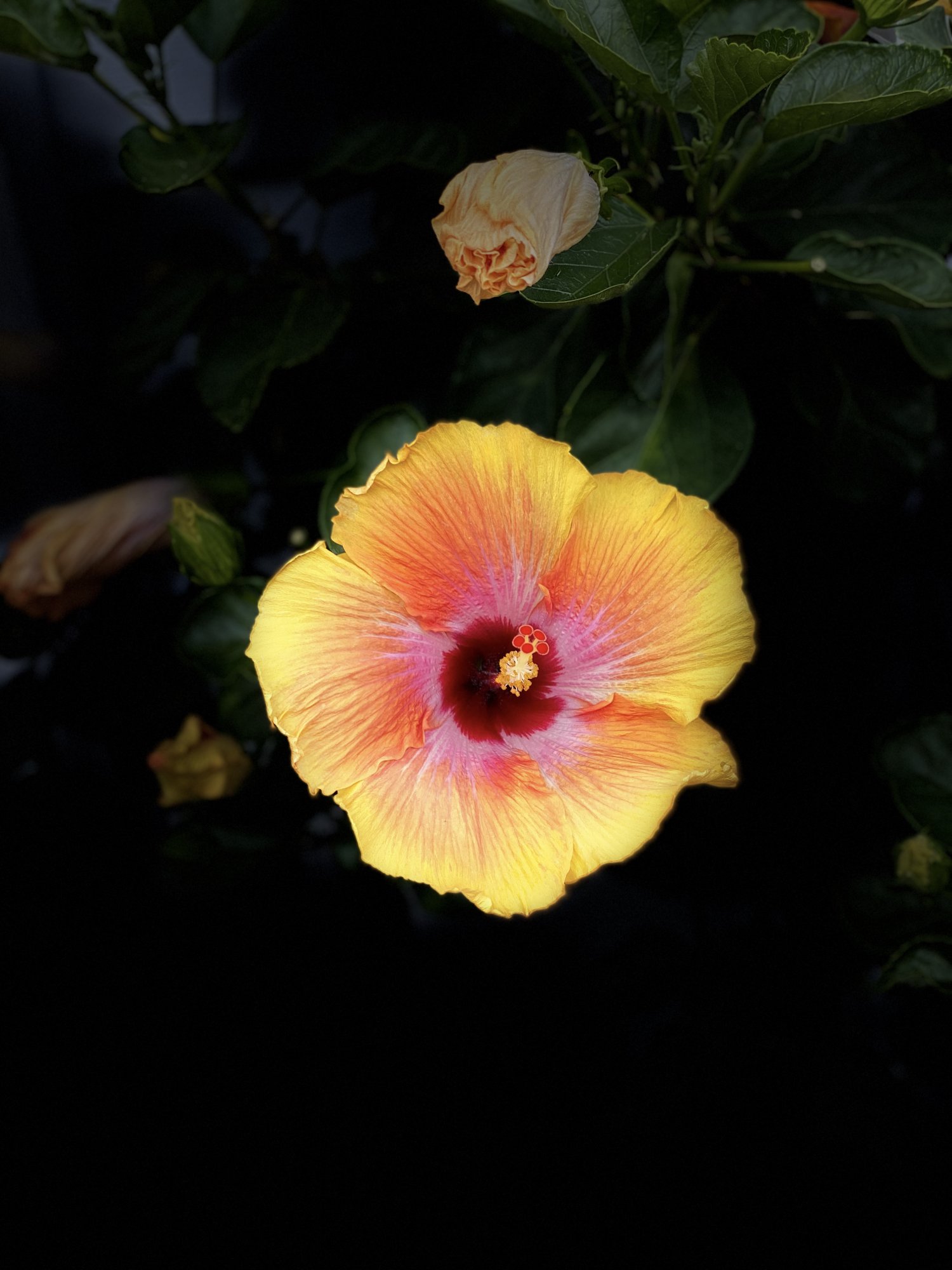 E00E1585-20AE-4F74-A8D6-FEACE1D65840.jpeg