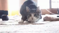 E1163B41-0881-48EF-B881-704C9FEB8971.gif