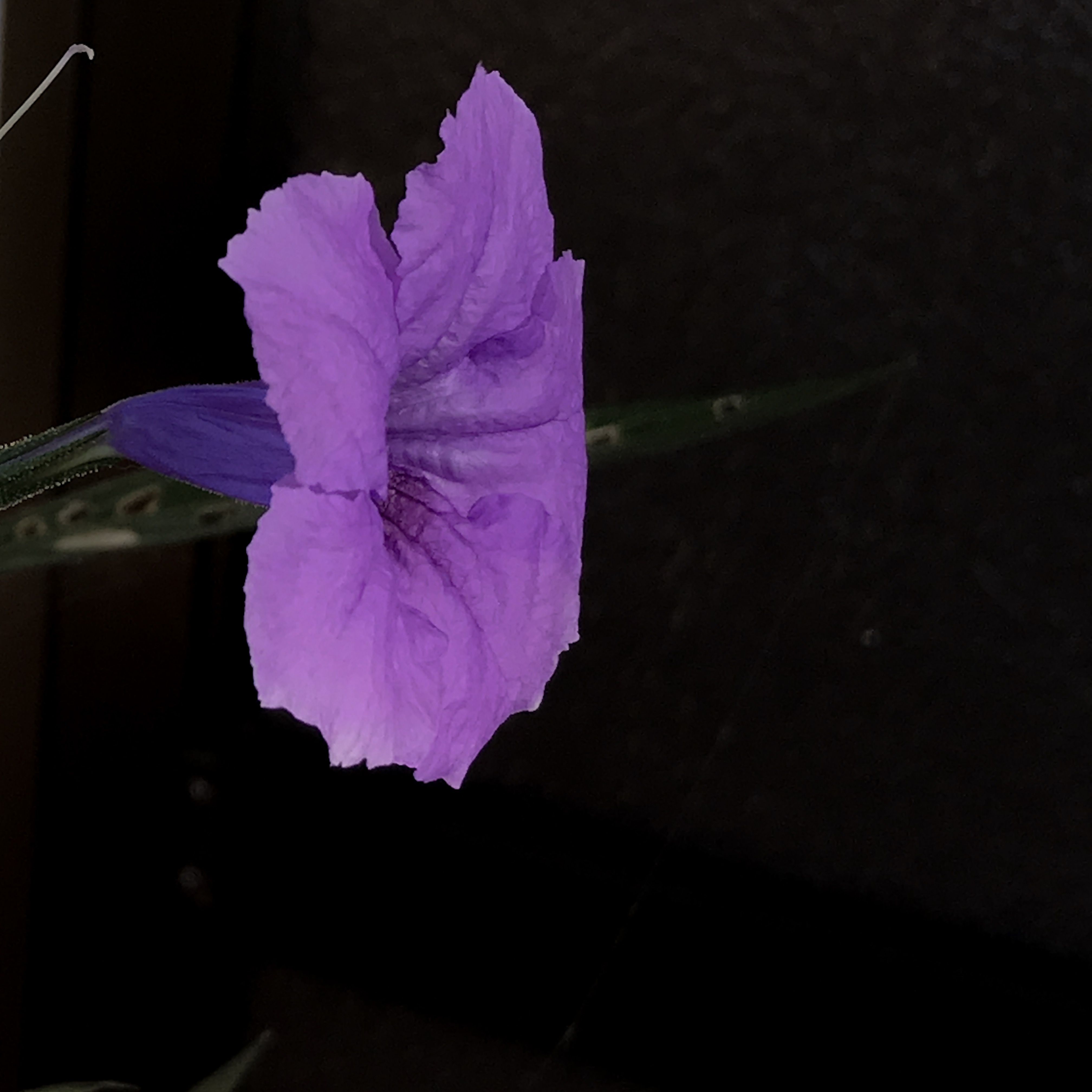 E122CCB5-C5C6-47F4-969B-2723ED199EC4.jpeg