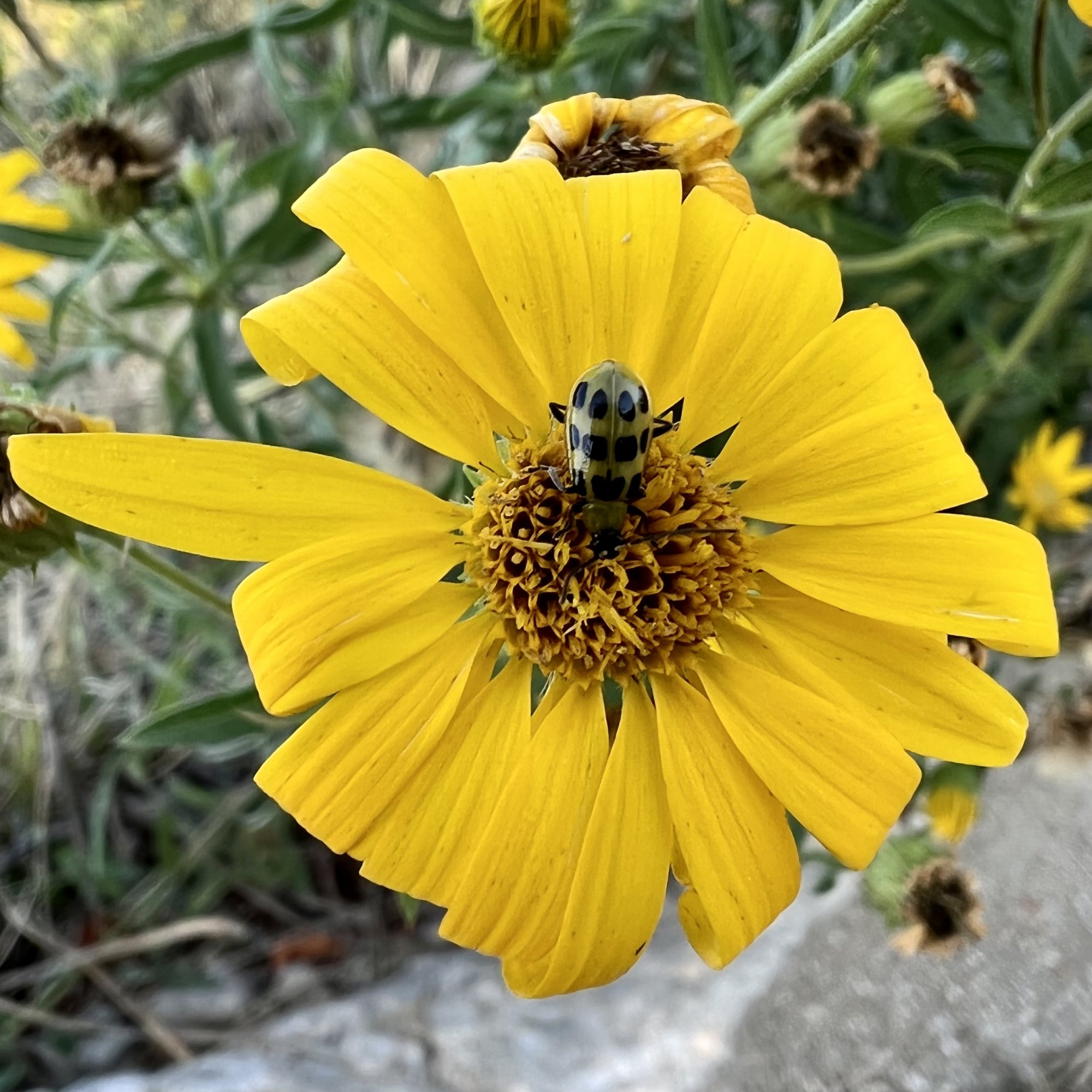 E3949535-C170-40EB-9A2D-2C3BECDEAA16.jpeg