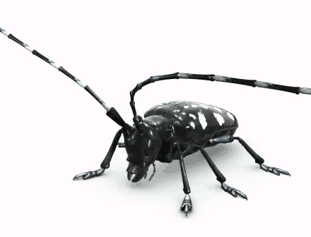 EAB-live.gif