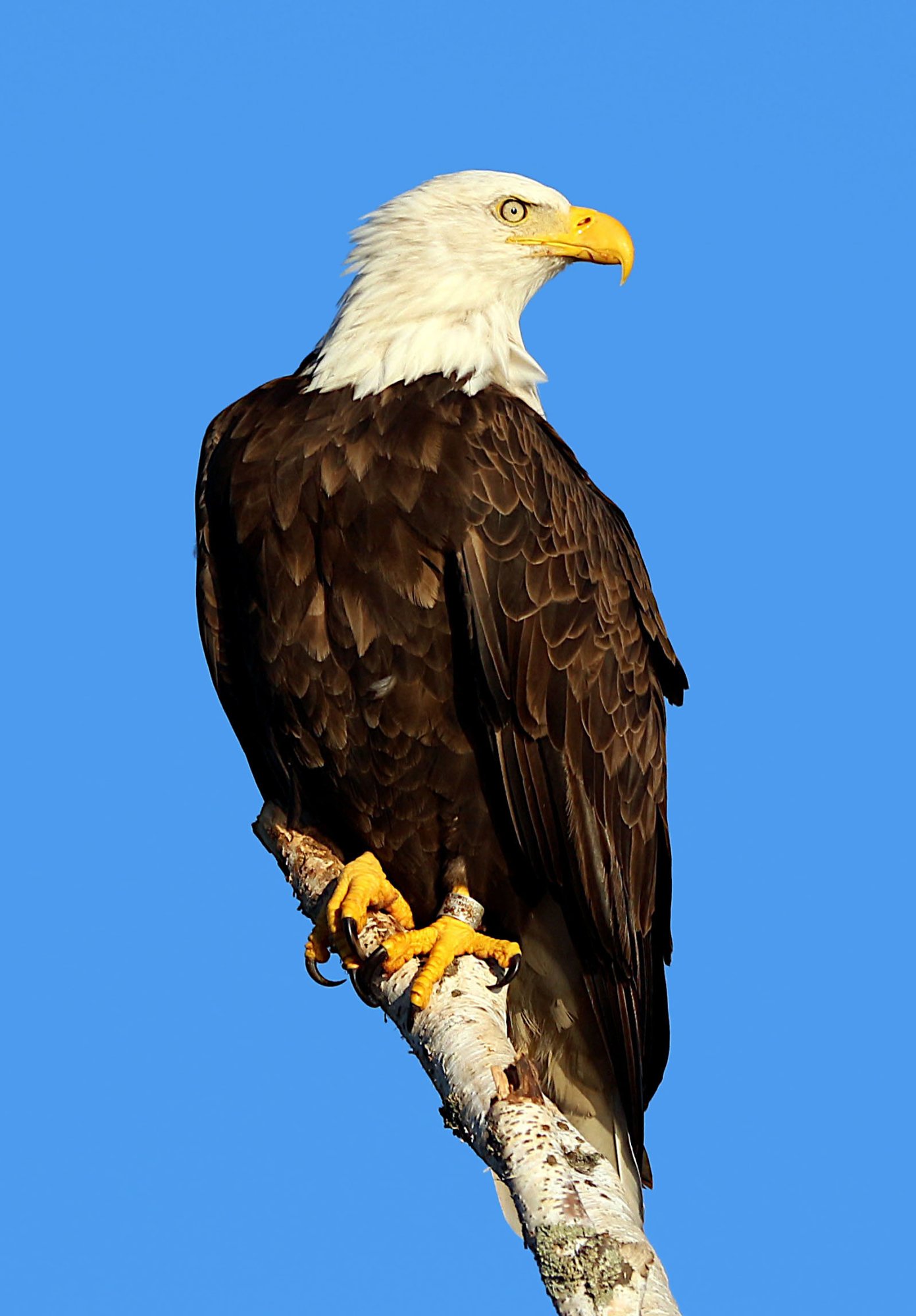 eagle.jpg