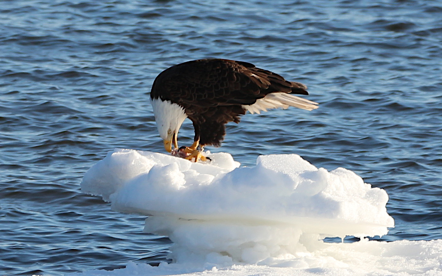 Eagle on ice.JPG