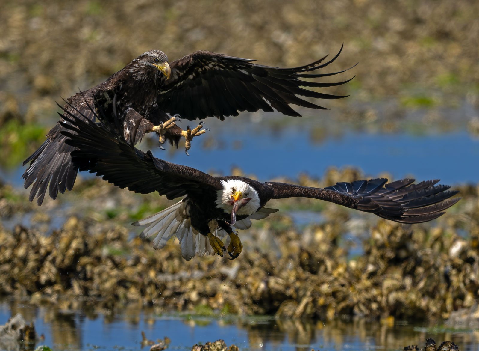 Eagles_GRH2403_1600p.jpg