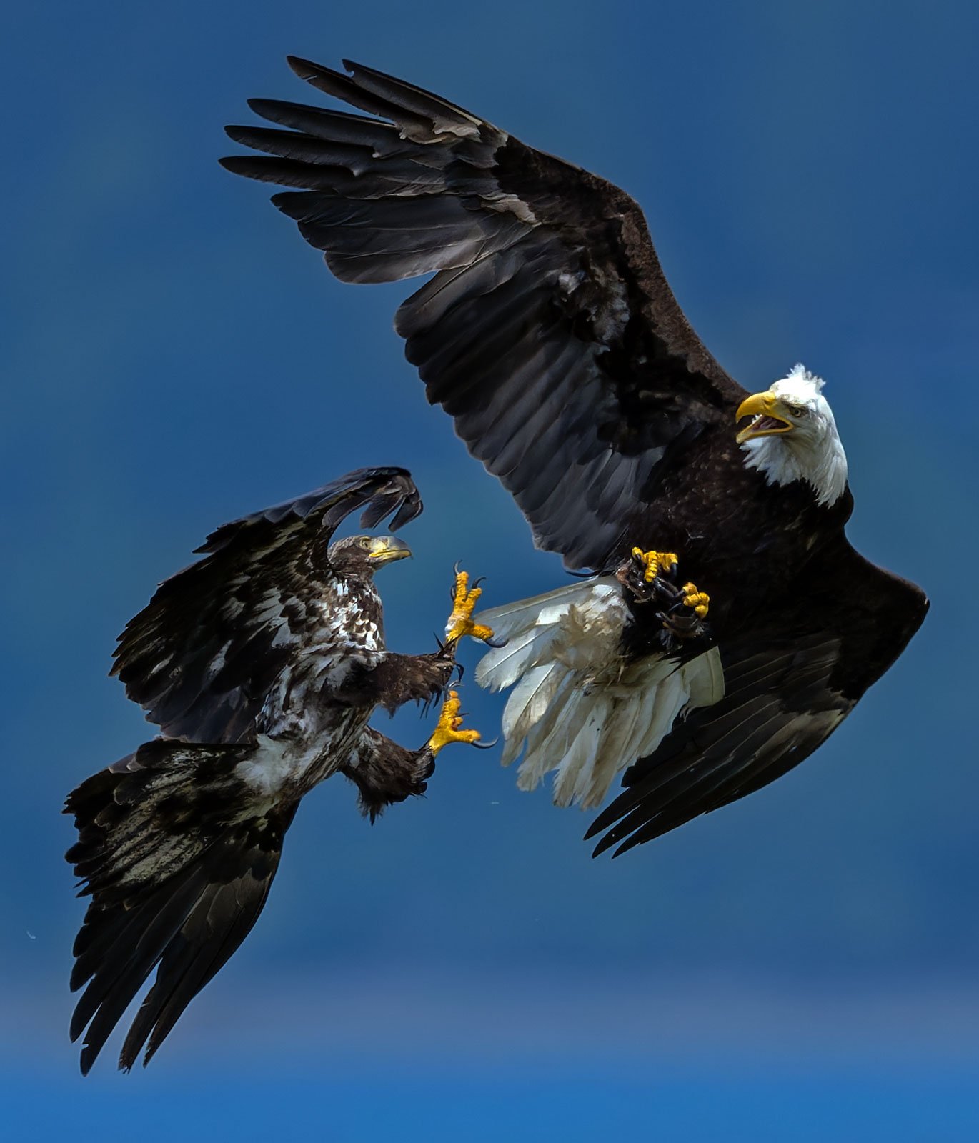 Eagles_GRH5187_1600p.jpg