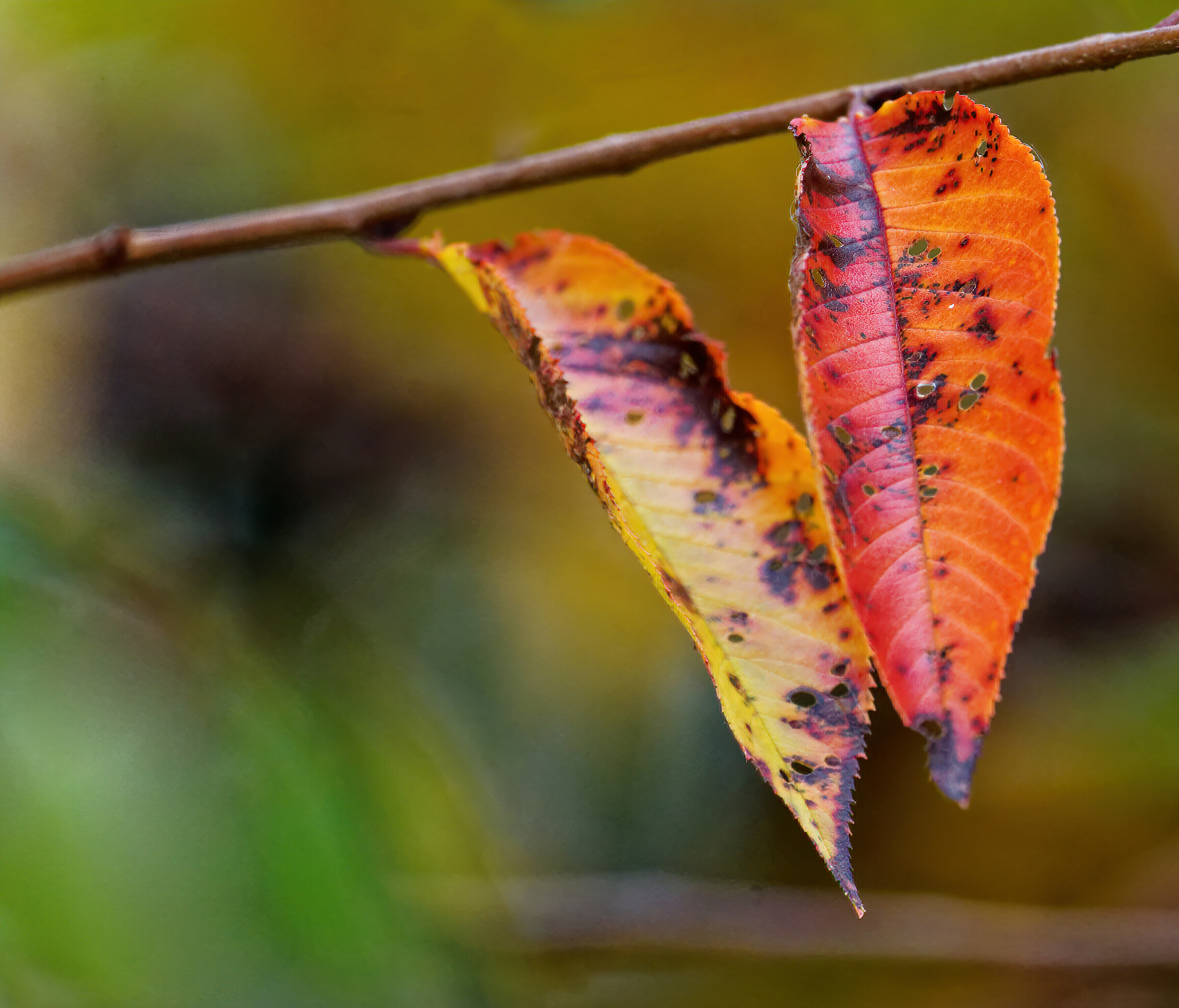 Early Autumn Colors.jpeg