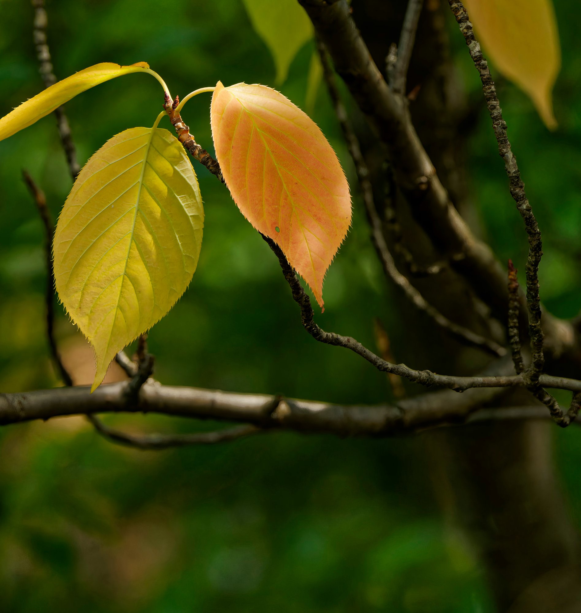 Early Color Changes.jpeg