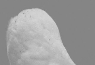 EdRgVzb2X3iJW.gif