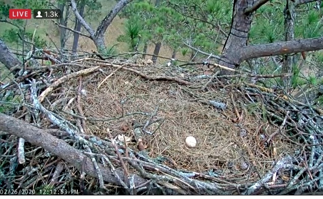 egg unattended long hours on day 44.jpg