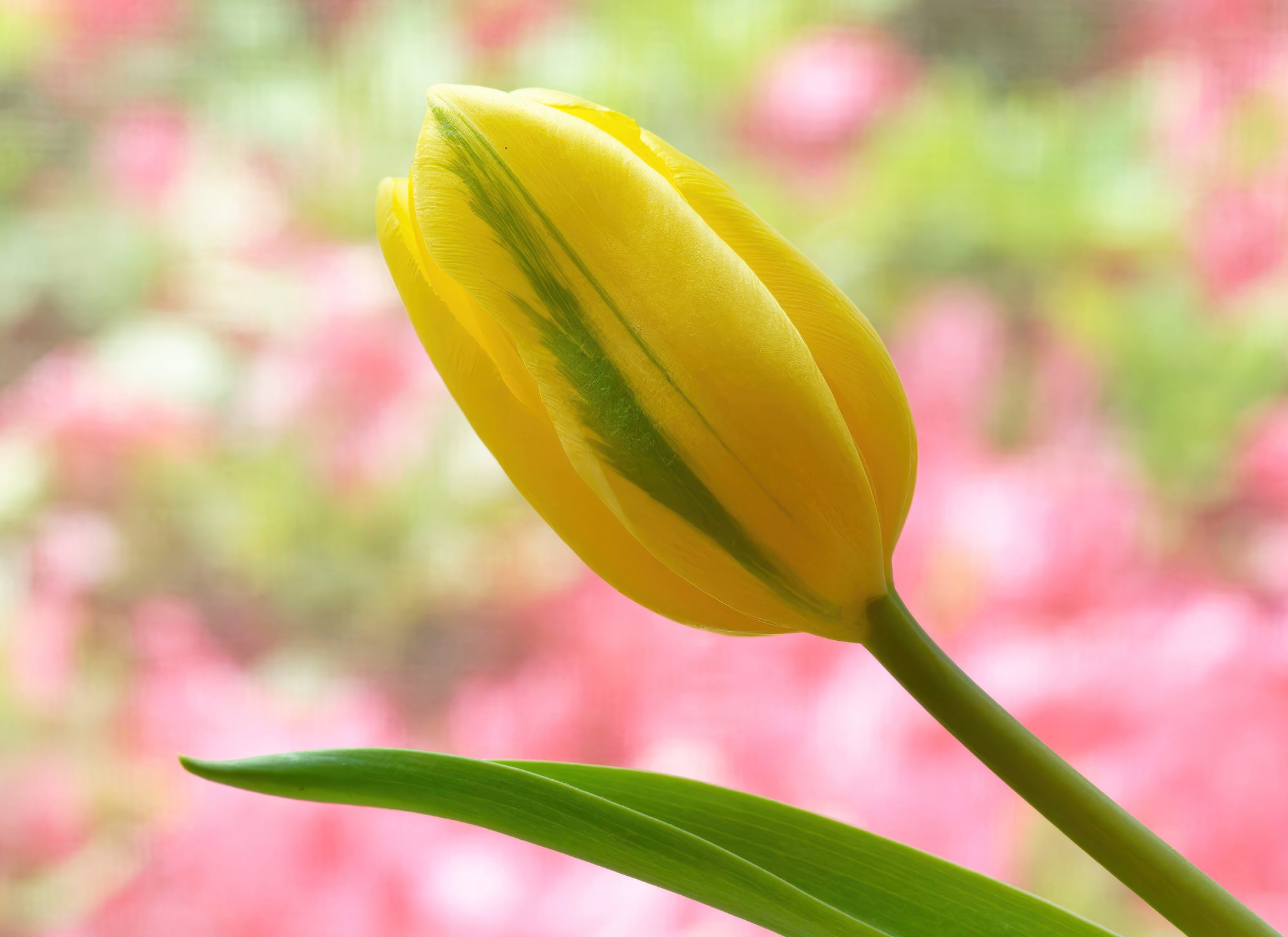 Essence of Spring.jpg