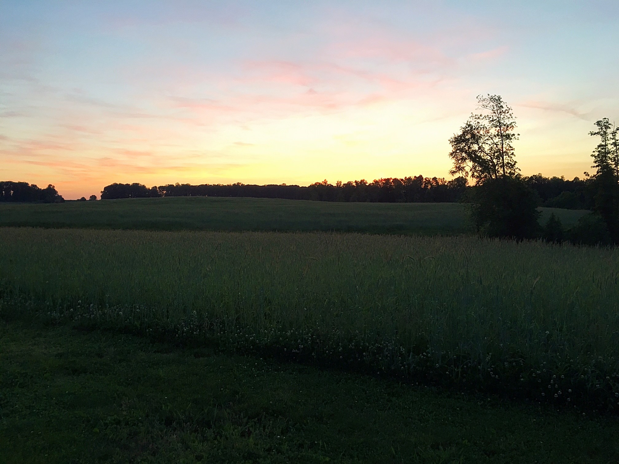 EVENING WALK.jpg
