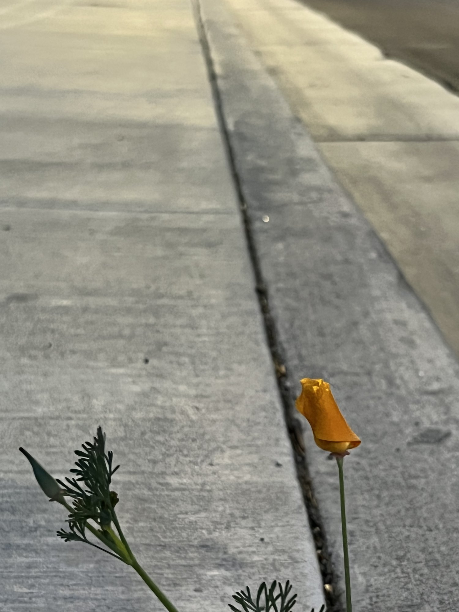 F85660E5-E306-4E91-8A92-4DF0C2236263.jpeg