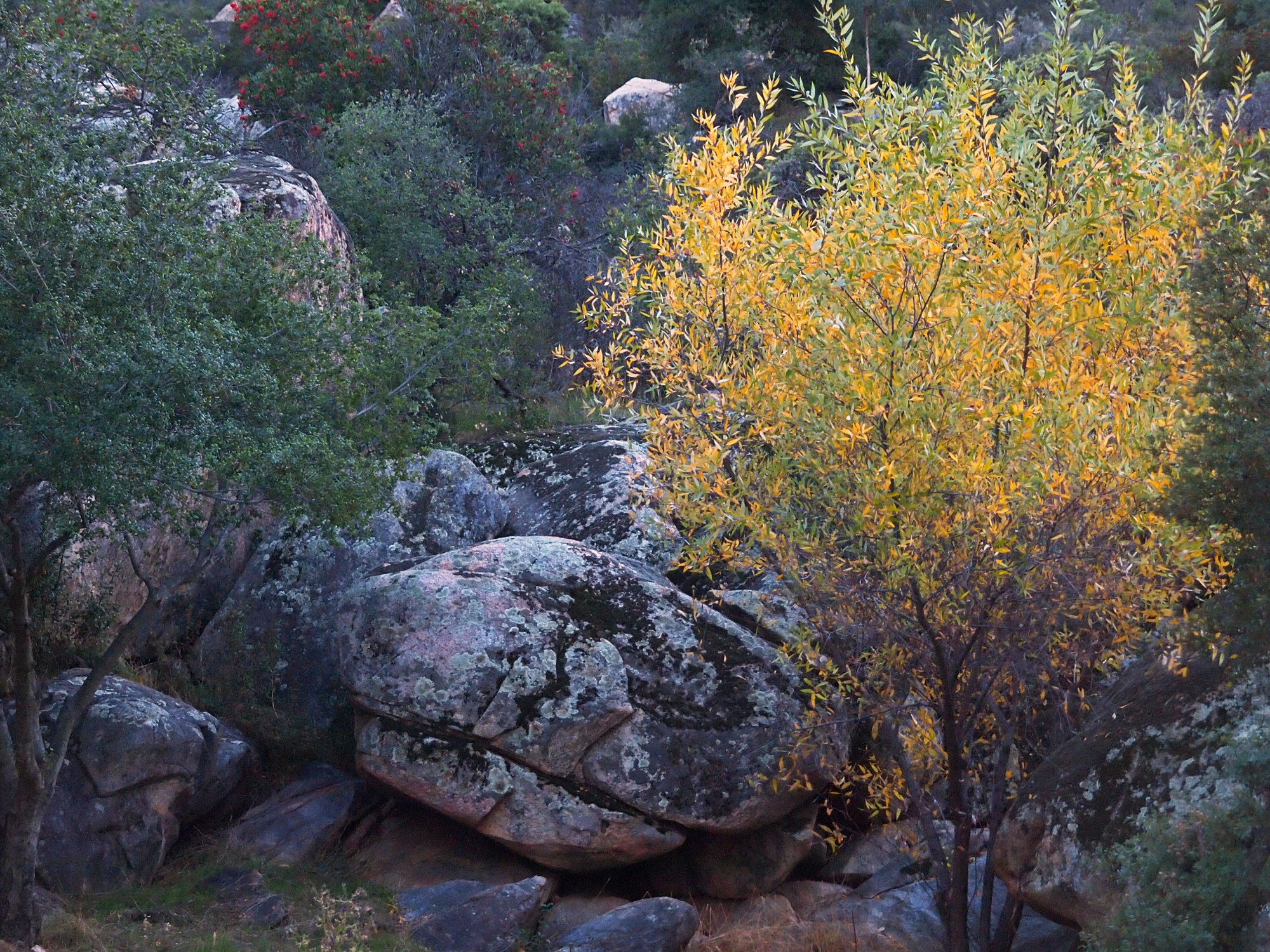 fall creek tree 2x.jpg