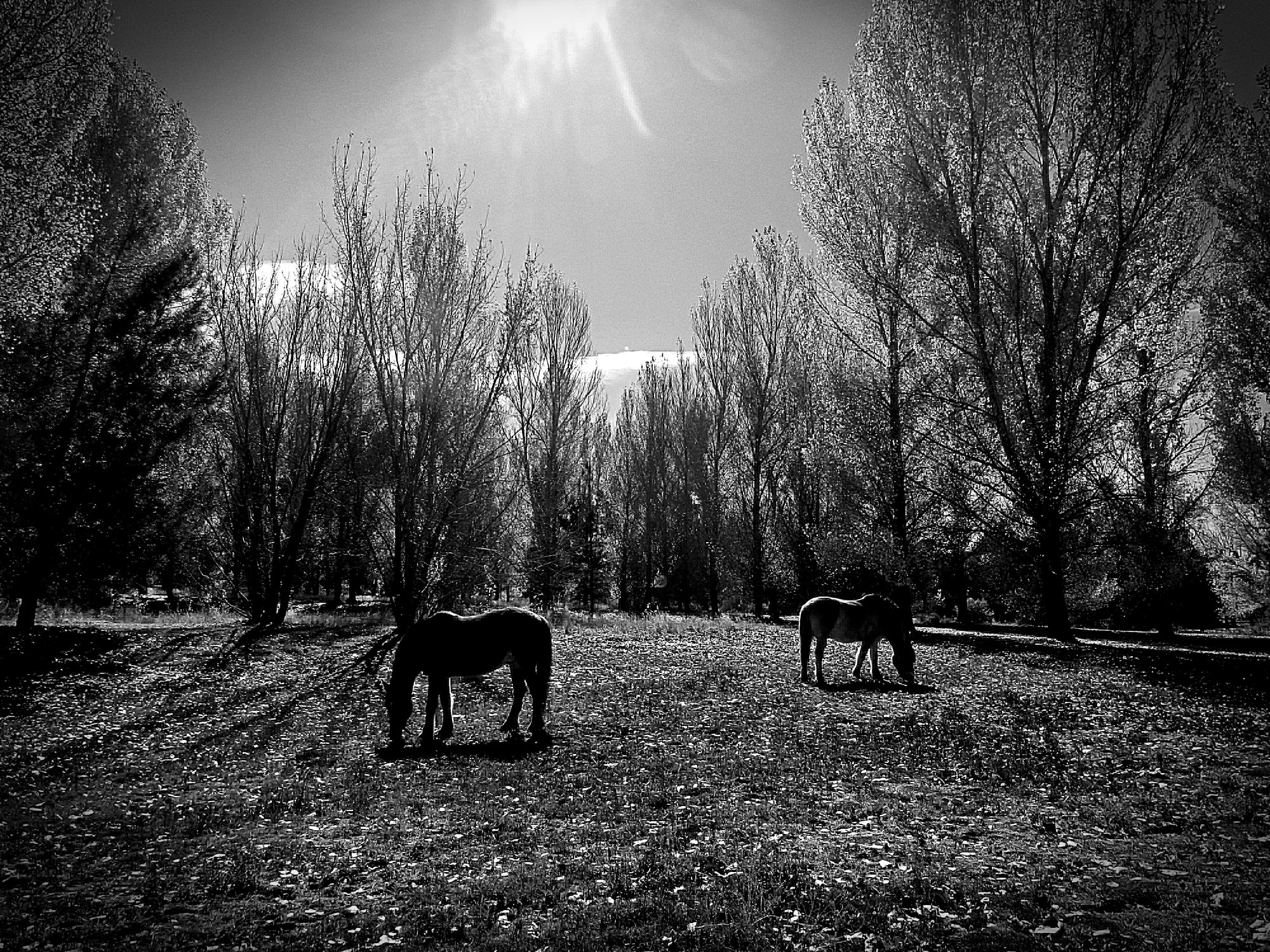 fall grazing xvbw3.jpg