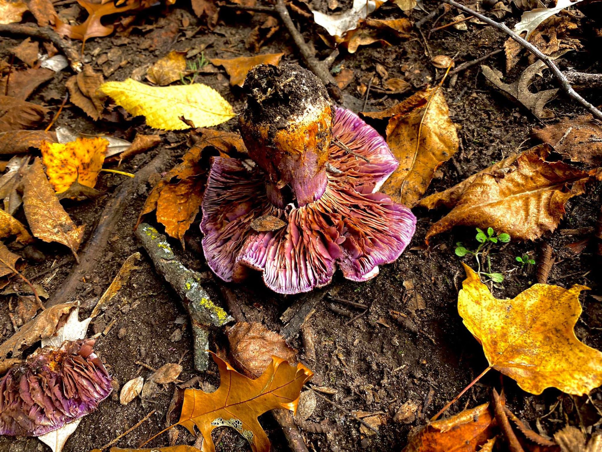 fall-shroom.jpg