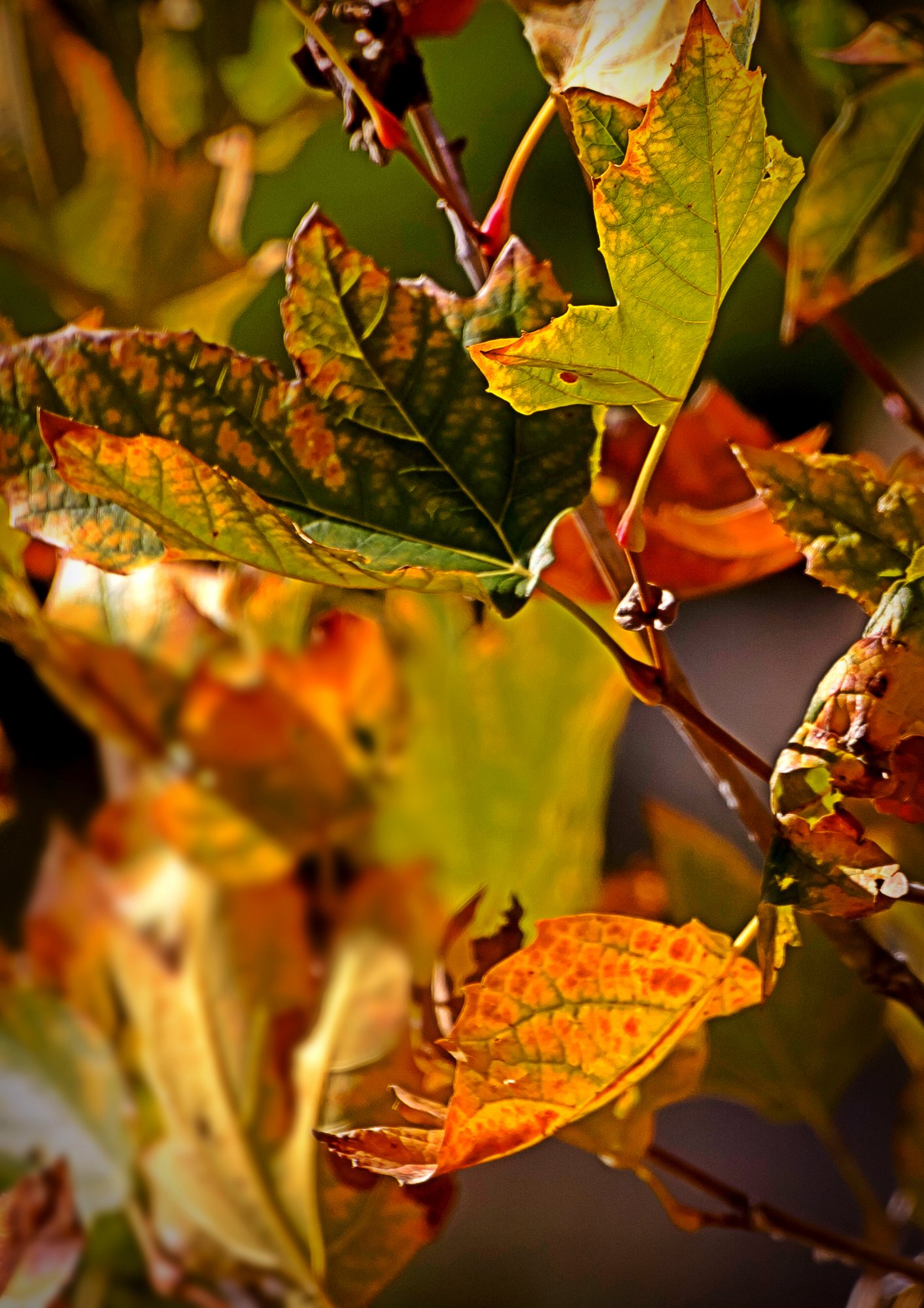 fall sycamore leaves 2278 11.20.22 xv2 crop.jpg