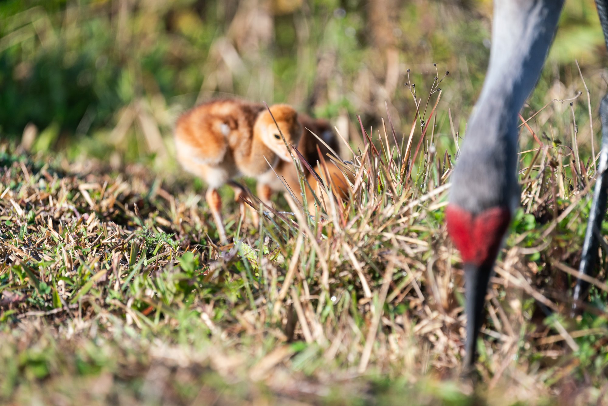 Feb 2024 Wetlands -2500px-3.jpg