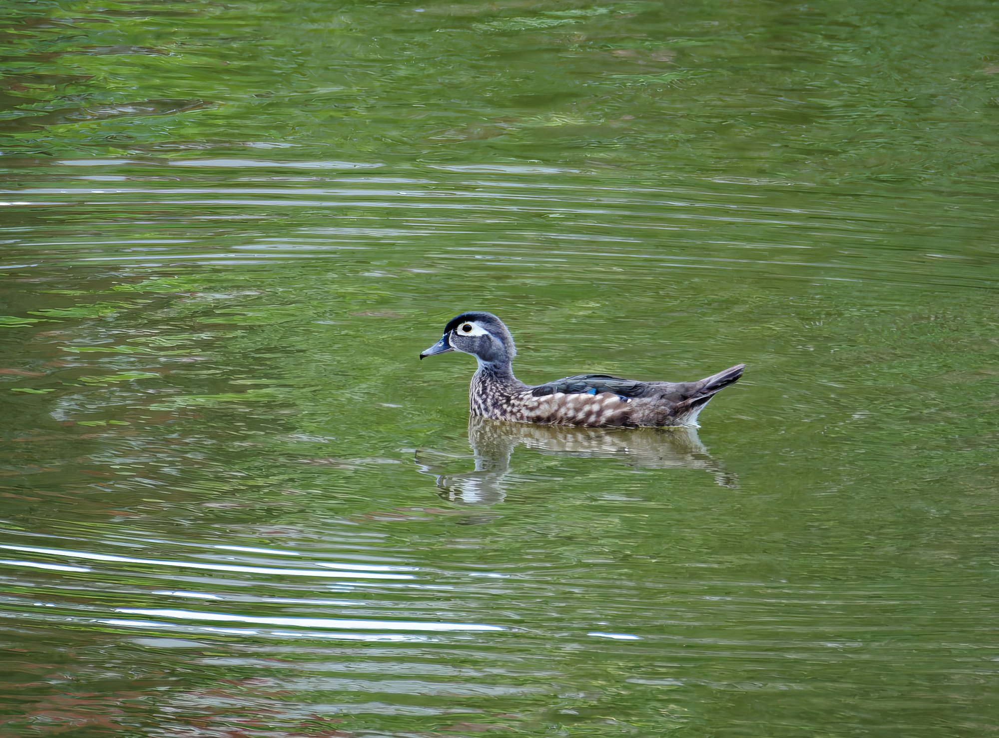 Female Wood Duck.jpeg