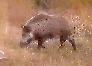 Feral Hog.jpg