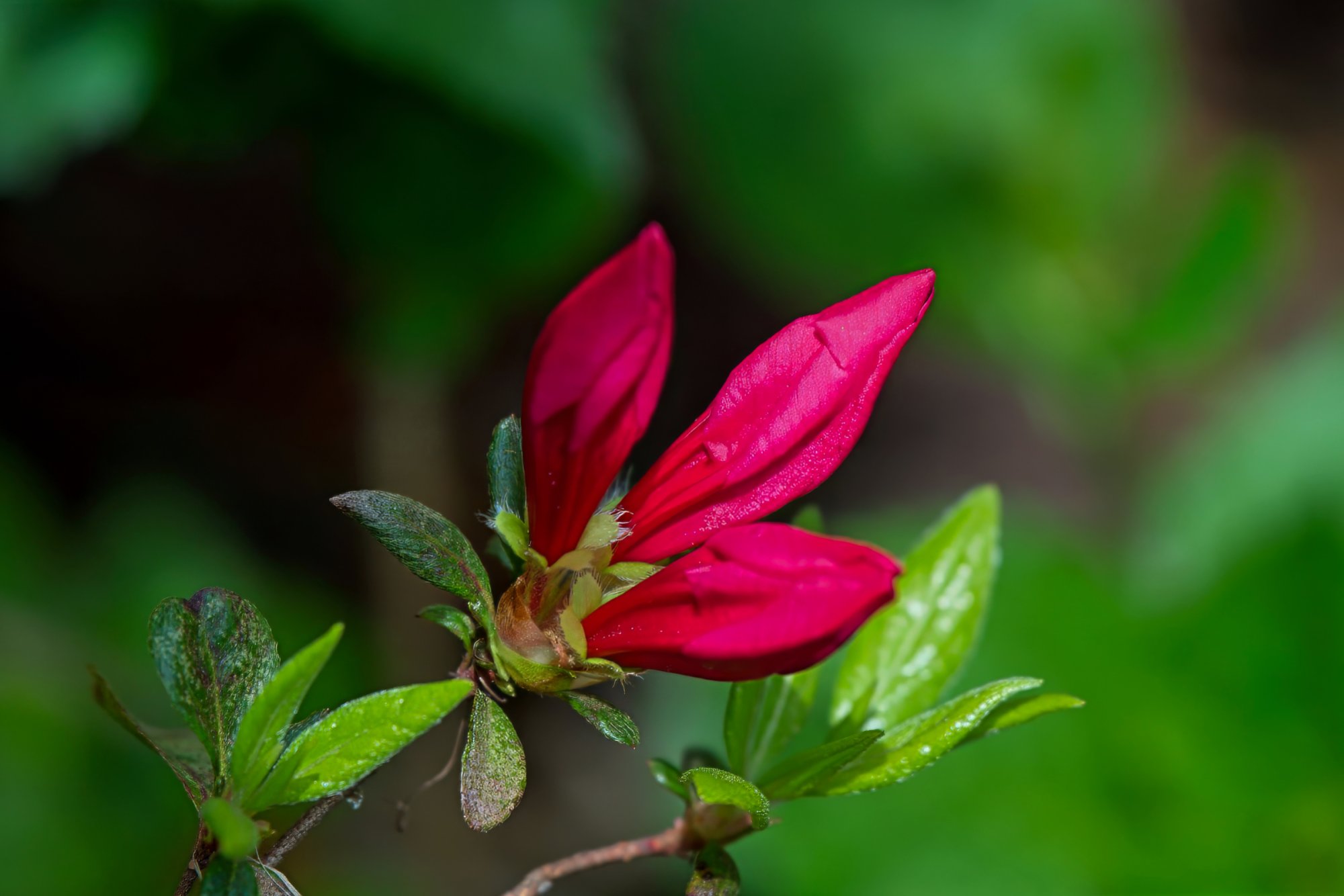 First Azaleas Starting to Bloom.jpeg