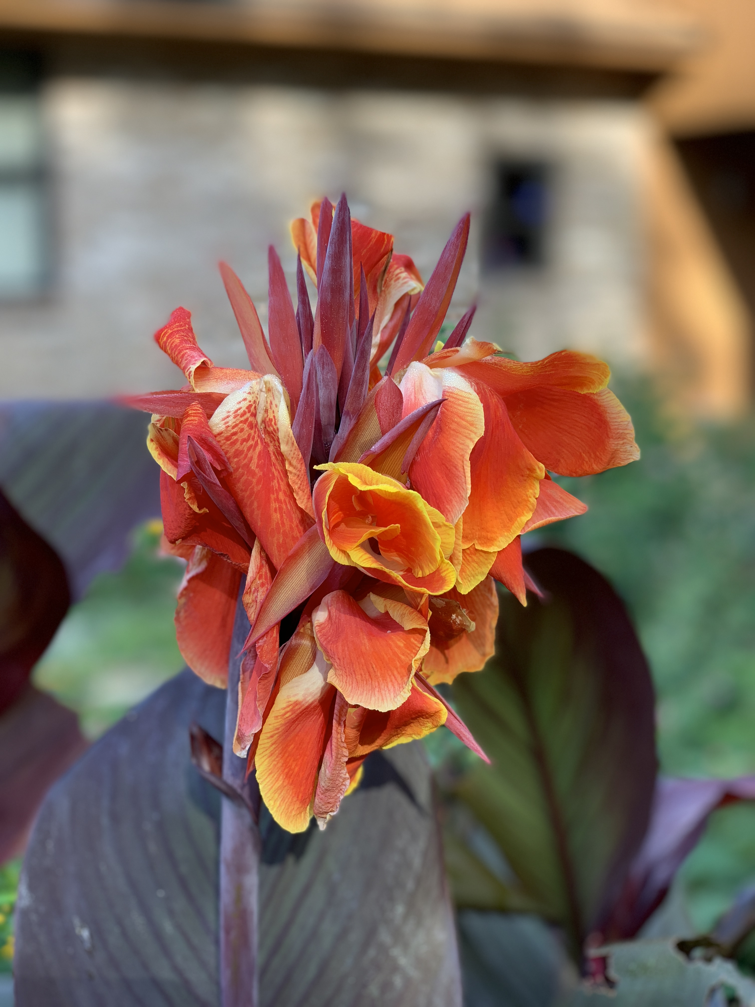 Flower.jpg