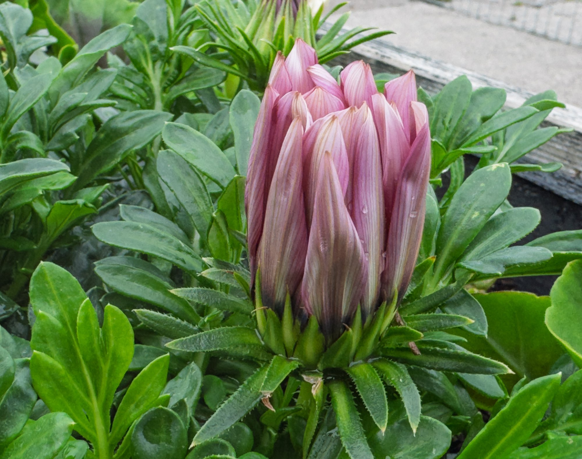 Flower20250717.jpg