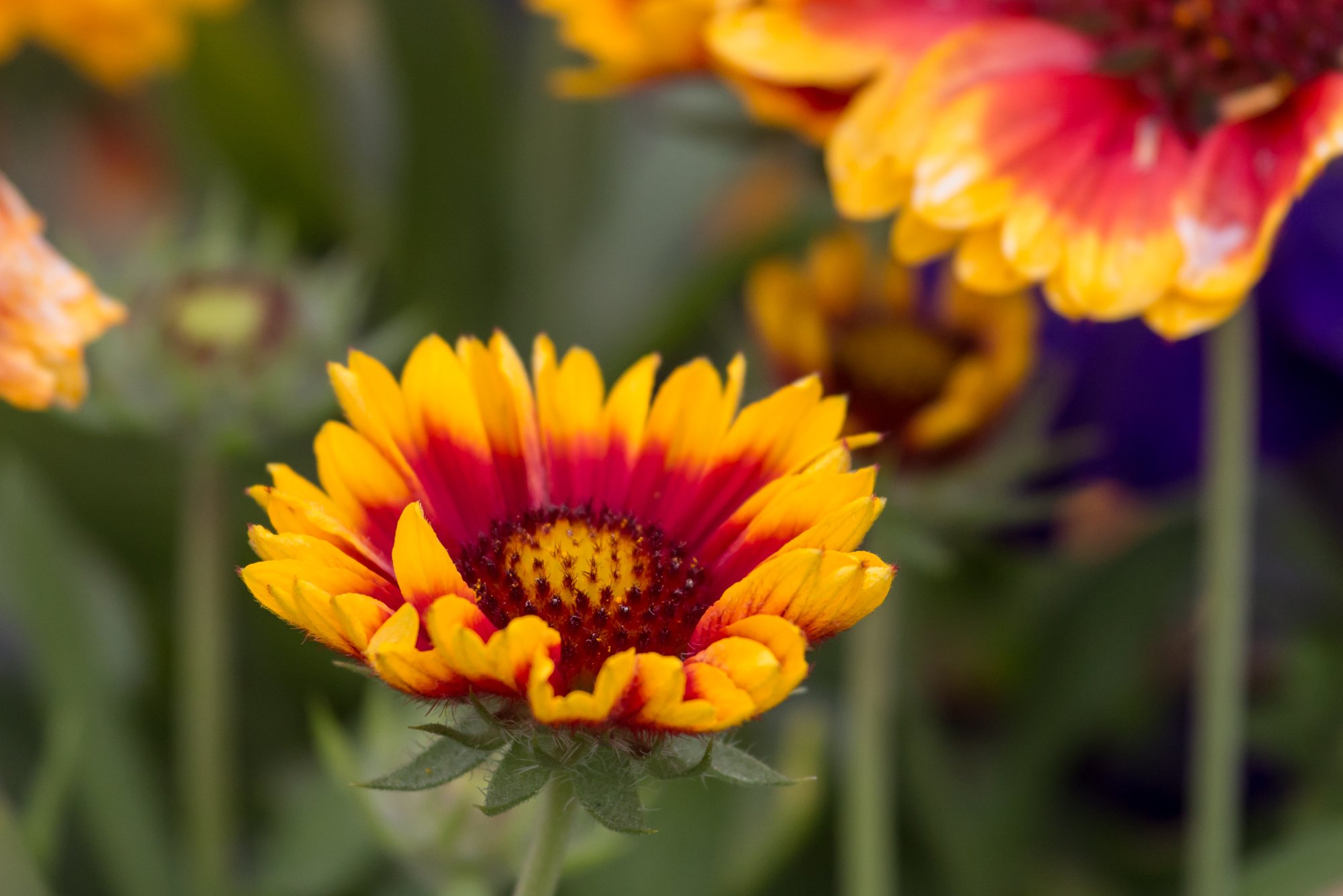 Flower_IMG_0900.jpg