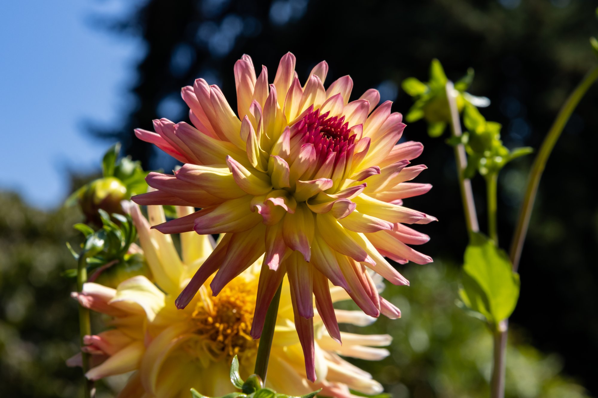 Flower_IMG_1385.jpg