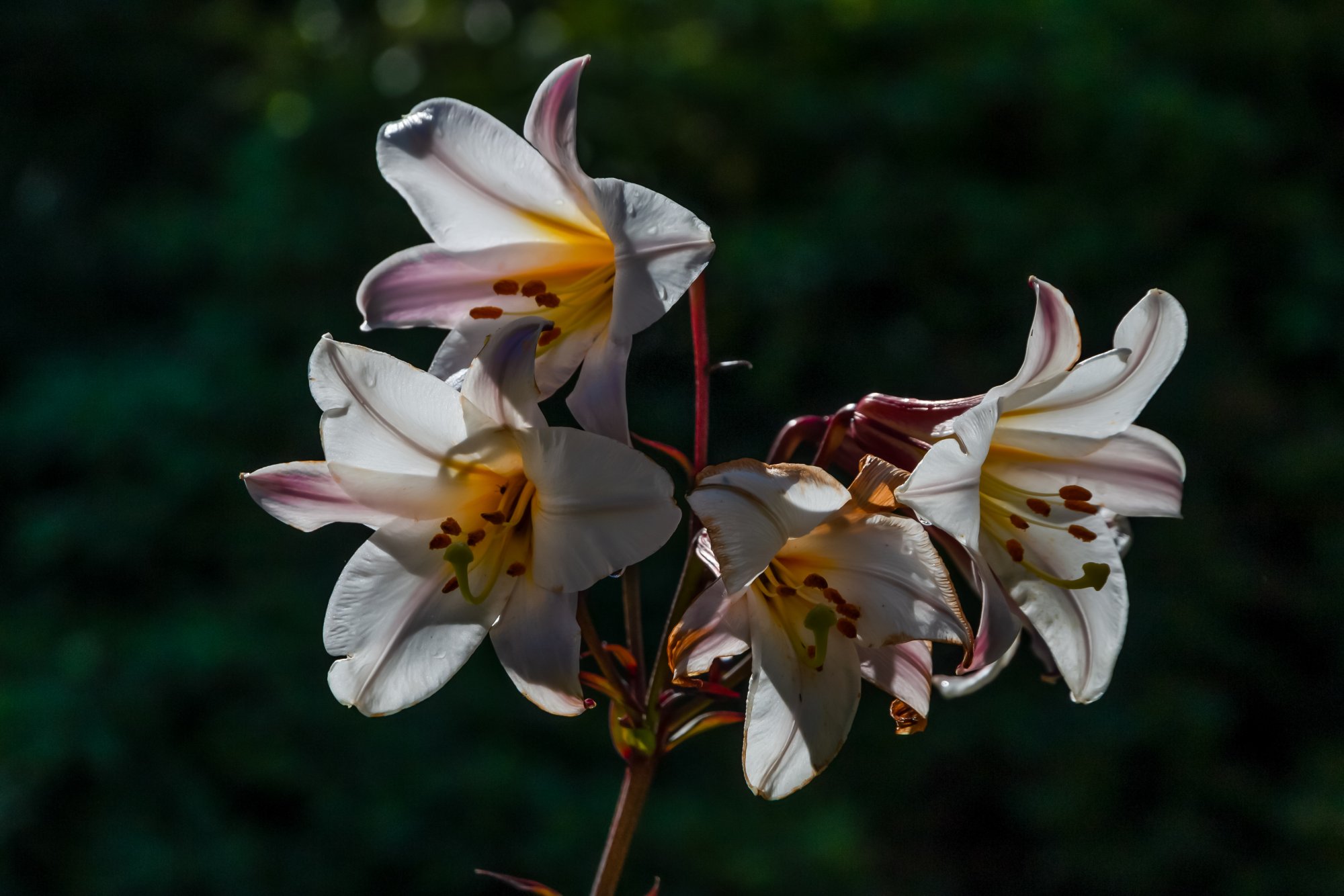 Flower_IMG_8676.jpg